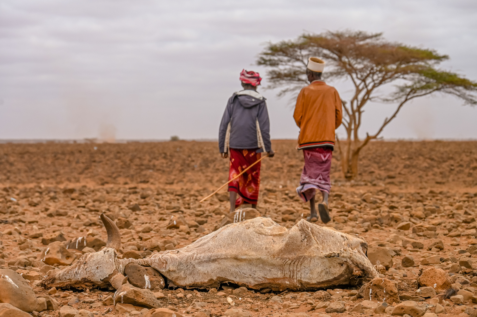 Kenya Faces Five-Million-Tonne Grain Gap as Drought Cuts Harvests